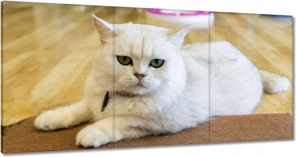 Vászonkép 120x60 Cica Cicák