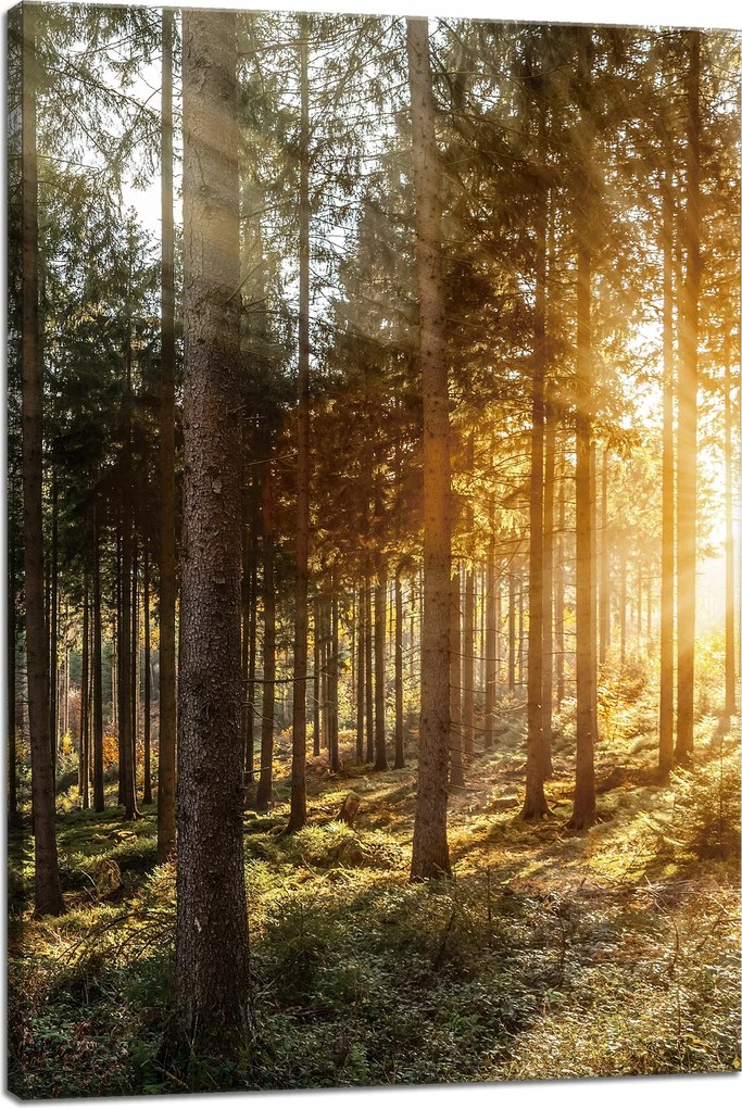 Nyírfák Napfényes reggel vászonkép 40x60 cm