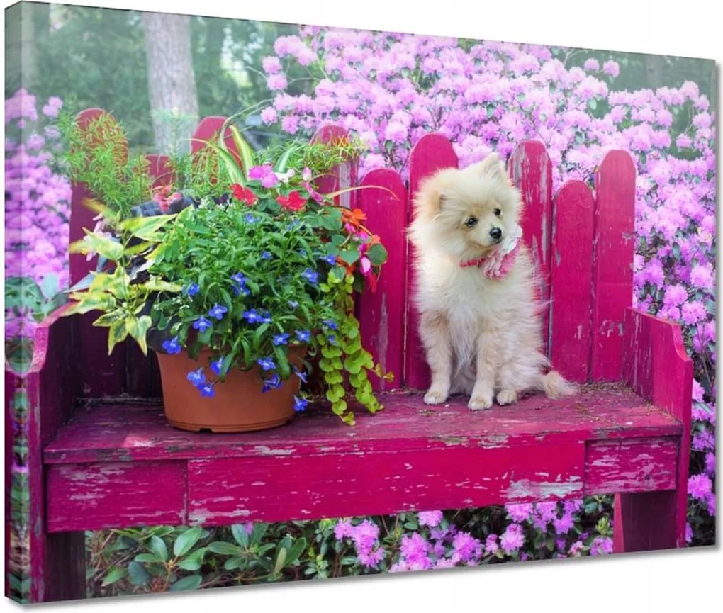 Vászonkép 40x30 Kutya Kutyák