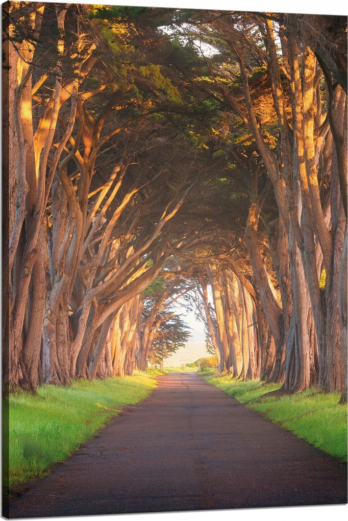 Vászonkép Út a fák között Természet 80x120 cm