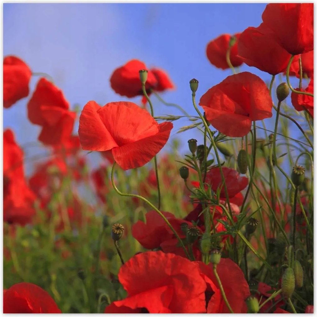 Poszterek 100x100 Pipacsok az égbolt hátterében