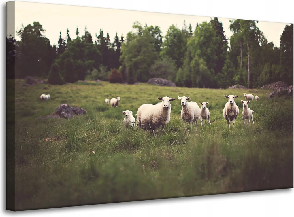 Vászonkép Természet Bárányok a legelőn 100x60