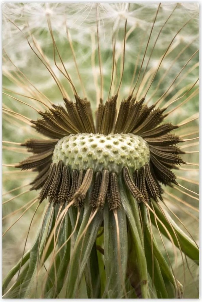 Poszterek 80x120 Pitypang makró fotó