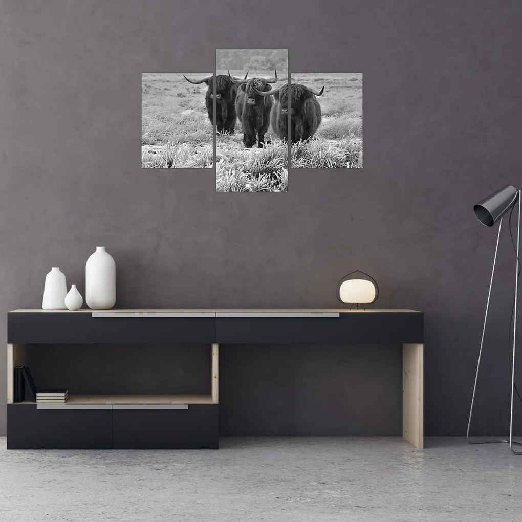 Kép - Skót tehenek (90x60 cm)