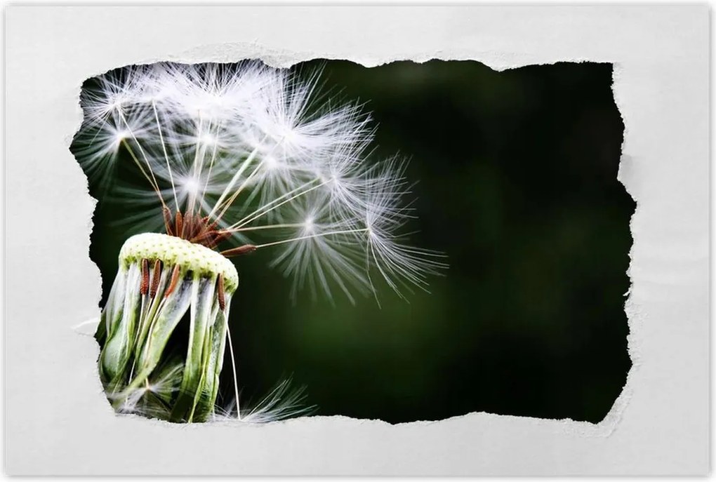 Poszterek 60x40 Pitypang Virág Virágok