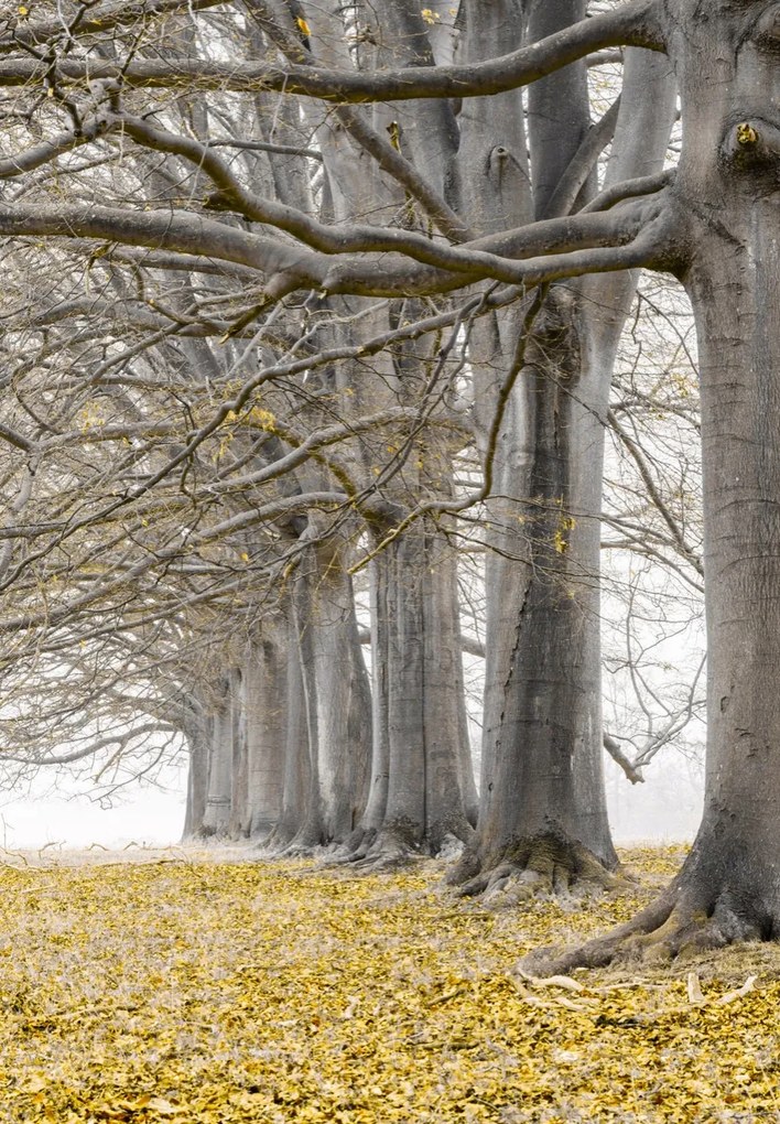 Poszter 68x98cm Fák egy sorban sárga levelek, Assaf Frank