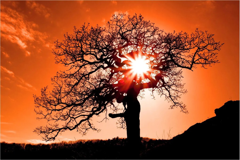 Kép - Tölgy napnyugtakor (90x60 cm)
