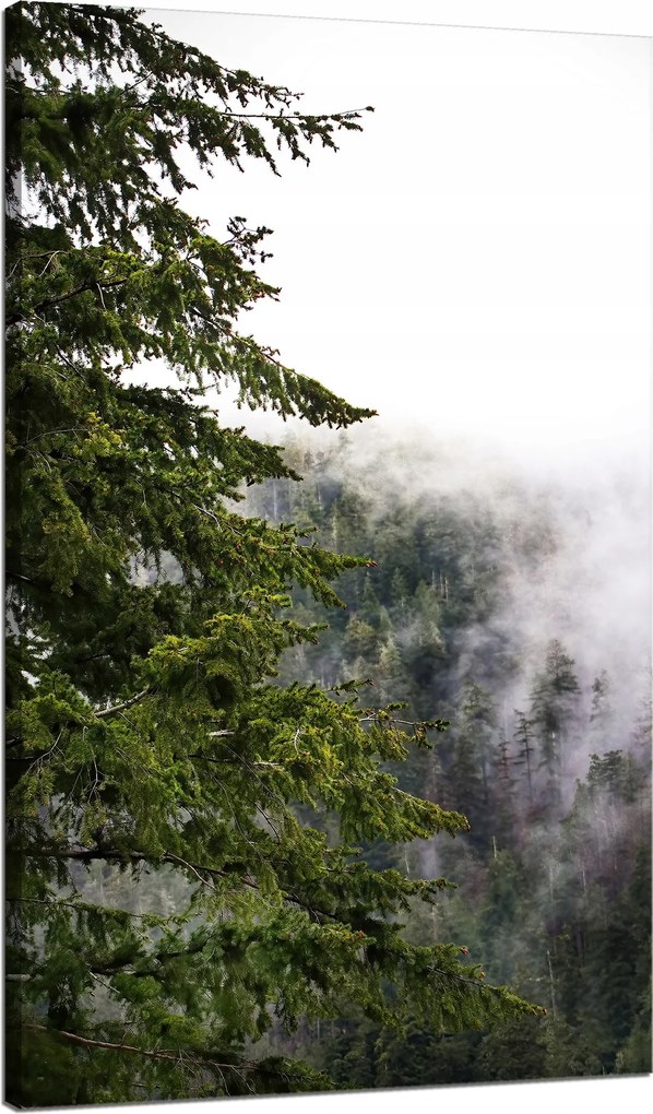 Vászonkép Természet Ködös fák 70x120 cm