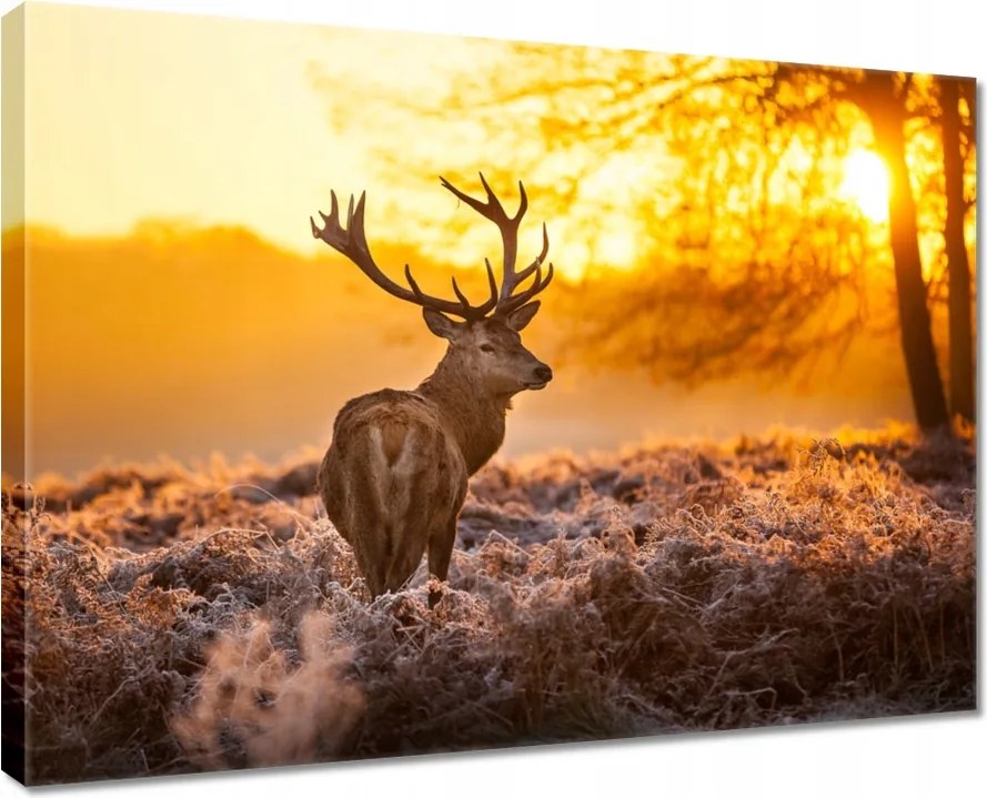 Vászonkép 80x60 Szarvas naplementekor