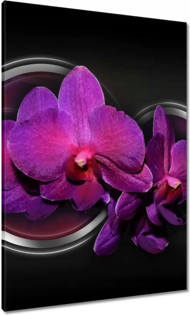 Vászonkép 70x100 Lila orchidea