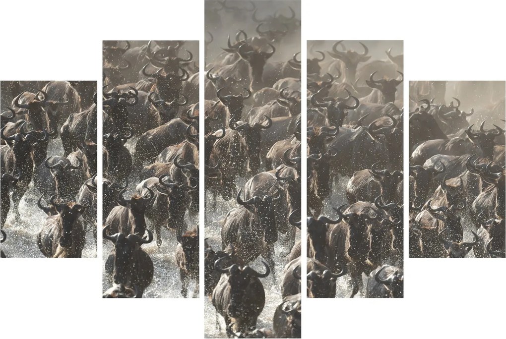 Kép - Gnúcsorda (150x105 cm)
