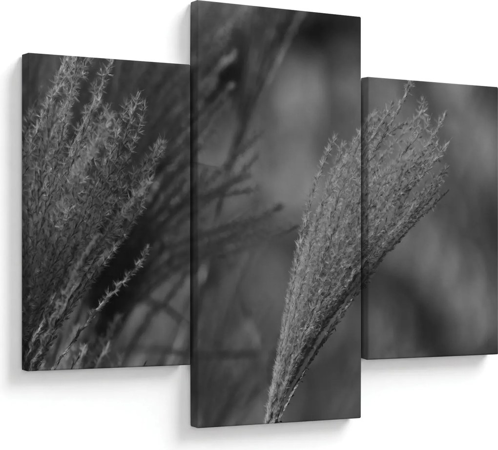 Kép - Szárított pampafű (90x60 cm)