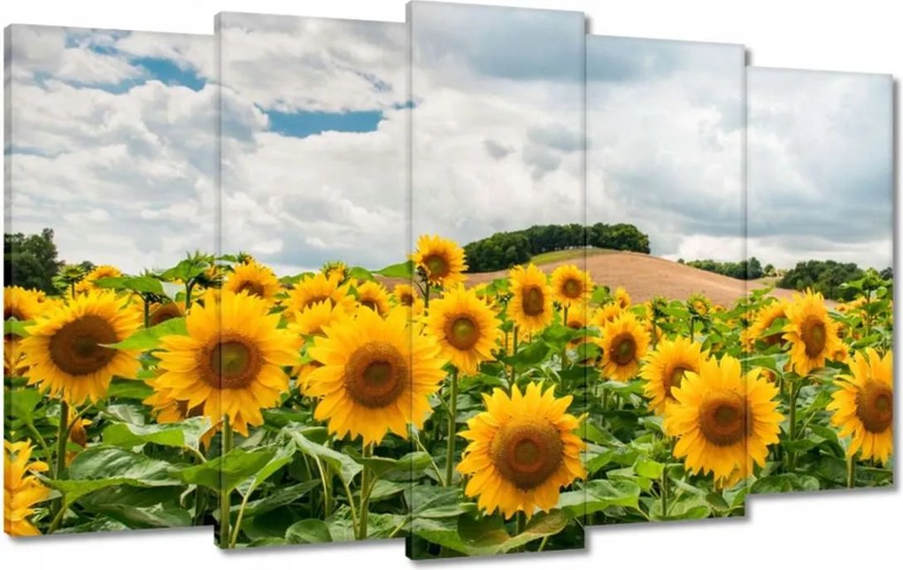 Vászonkép 100x60 Tájkép napraforgókkal