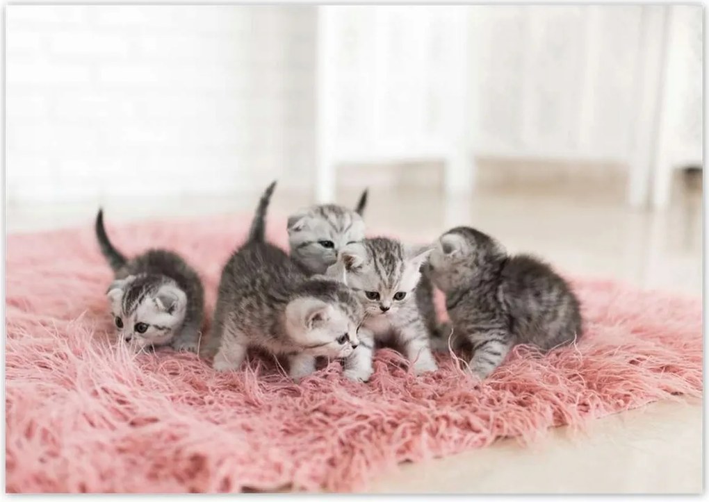 Fotótapéták 208x146 Cica Cicák