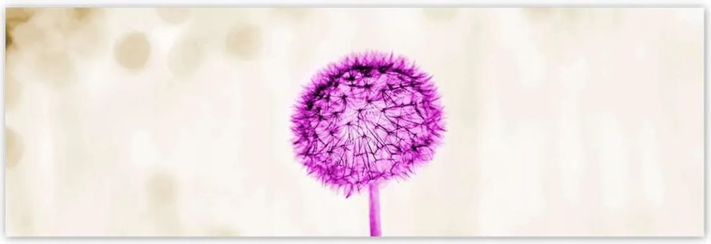 Poszterek 200x66 Lila pitypang