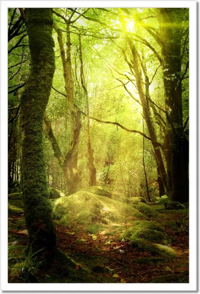 Poszterek keretben 40x60 Varázslatos erdő Tájkép