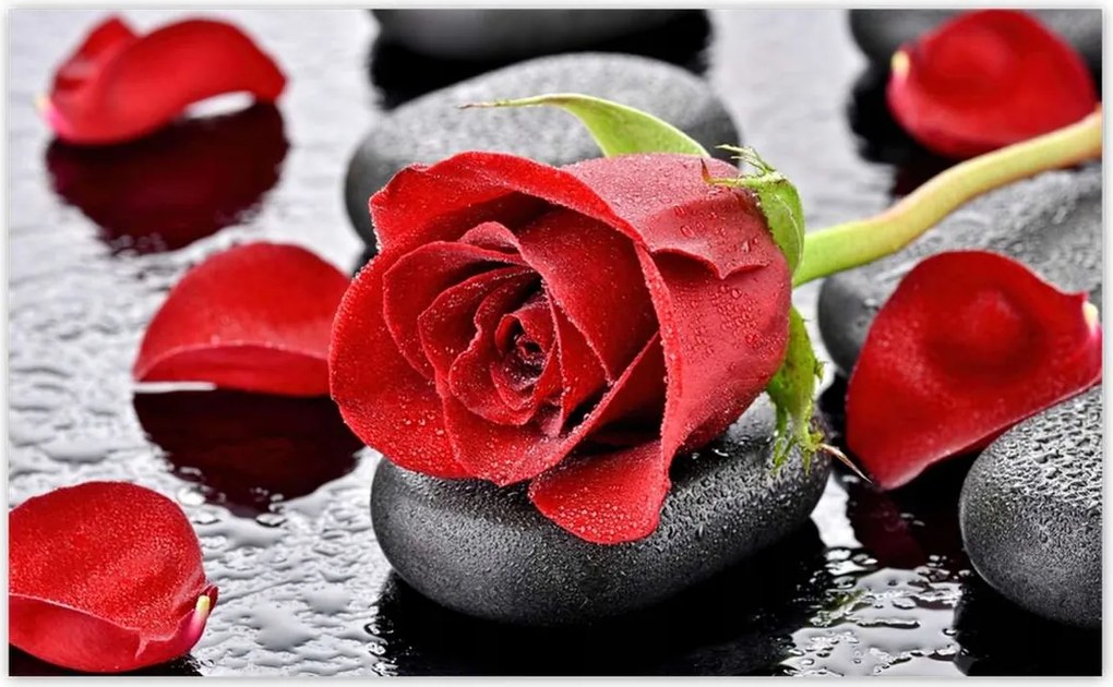 Fotótapéták 520x318 Vörös rózsa Neki