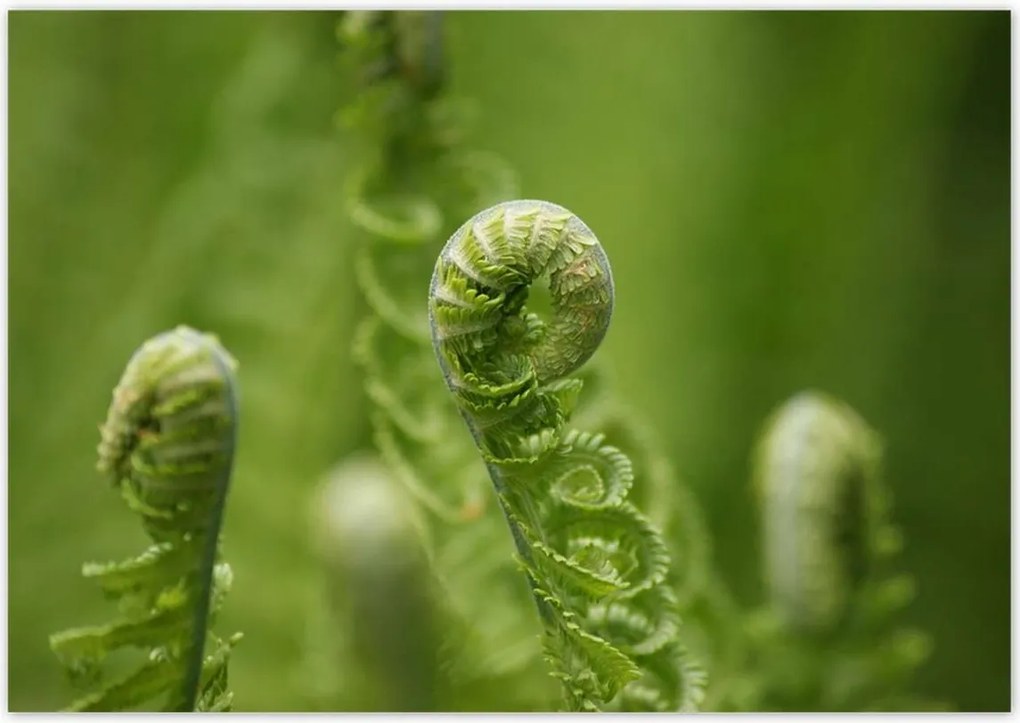 Poszterek 100x70 Páfrányok Erdő Zöld levél