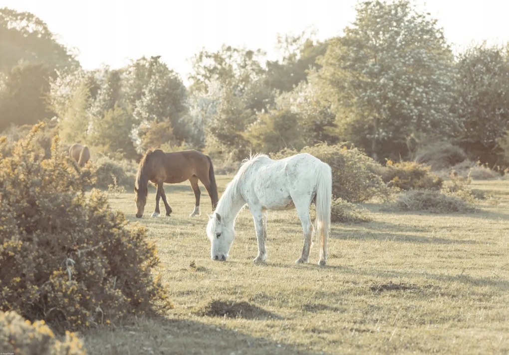 Poszter 66,5x46,5cm Lovak New Forestben, Assaf Frank