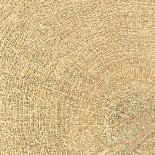 Padló Emil W-Circles oak 10x10 cm matt 00ENJD68