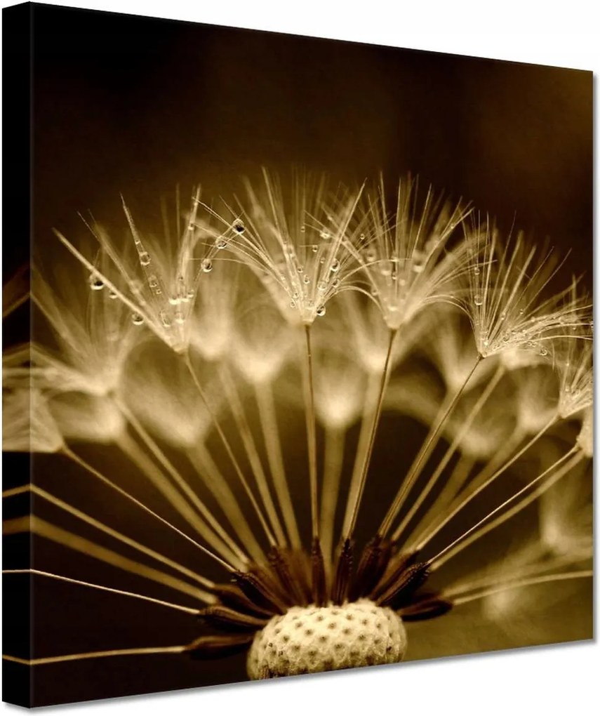 Vászonkép 60x60 Pitypang Virág Virágok