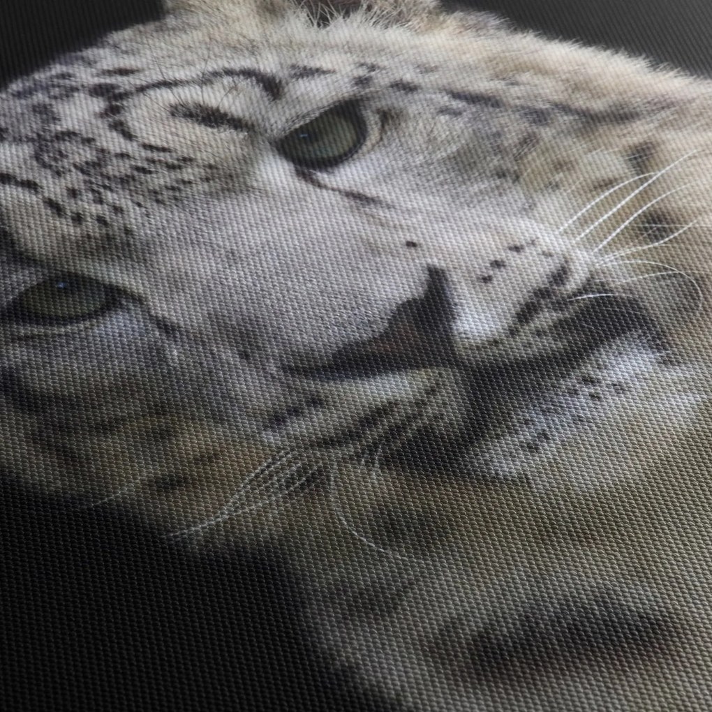 Kép - Snow Leopard (70x50 cm)