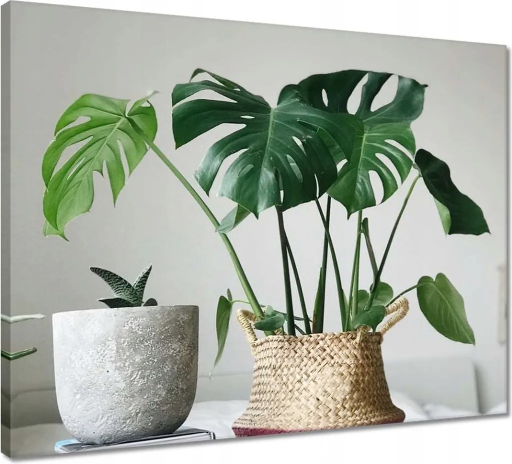 Vászonkép 50x40 Mosnter levelei lyukas