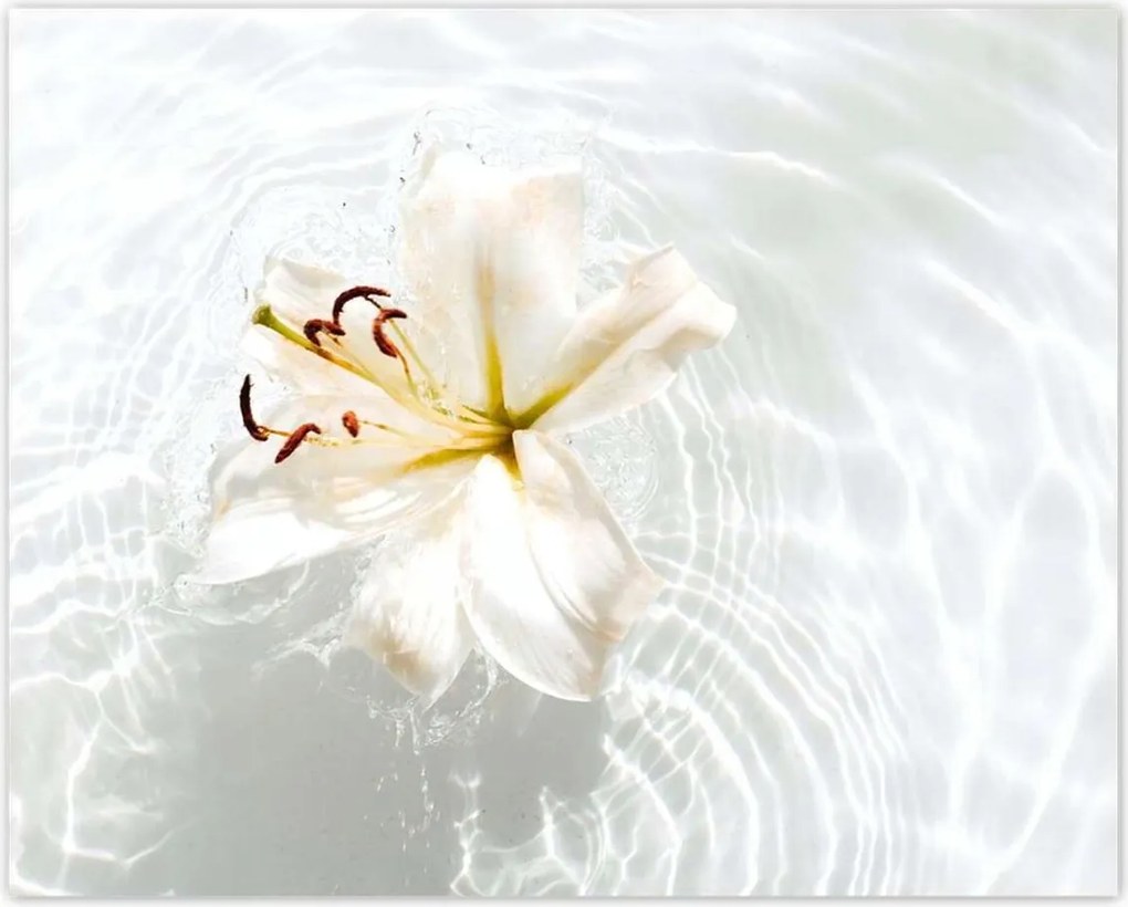 Poszterek 50x40 Virág a vízen Név