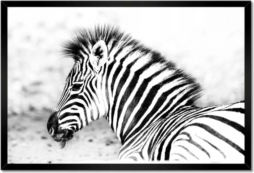 Poszter keretben 60x40 Zebra csíkos