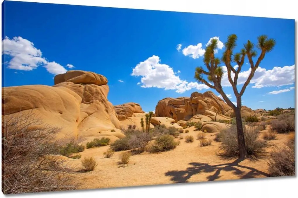 Vászonkép 120x70 Kaktusz a sivatagban