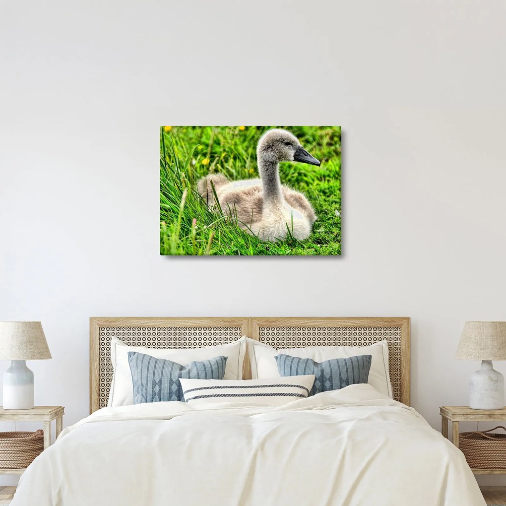 Kép - kis hattyú a fűben (70x50 cm)