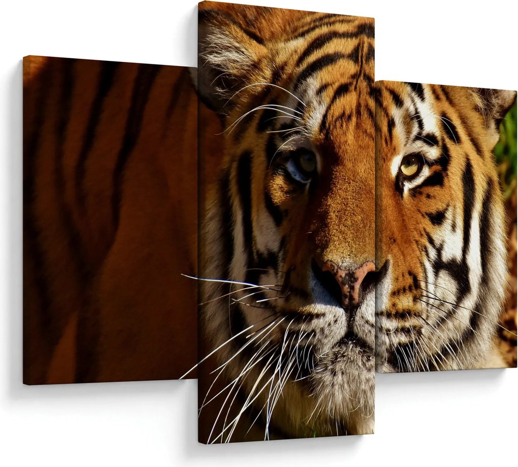 Tigris képe (90x60 cm)