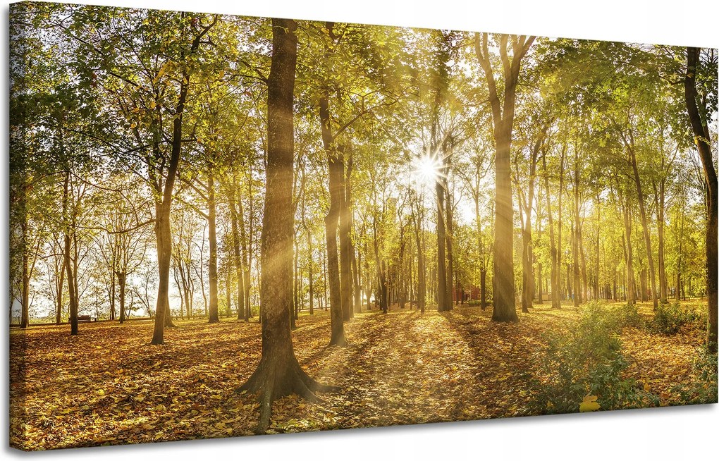 Vászonkép Nap a fák között az erdőben 120x60 cm