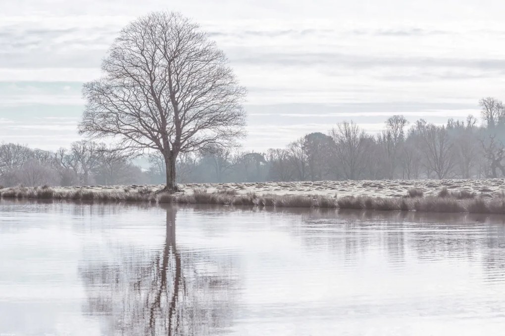 Poszter 60x40cm Fa tükröződése a tóban, Assaf Frank