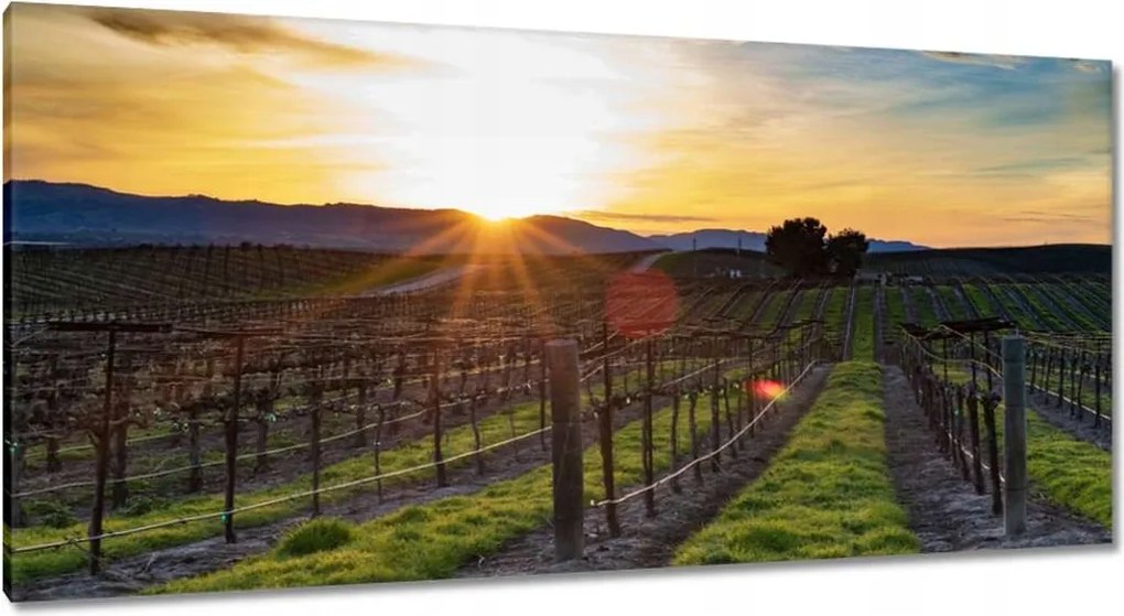 Festmények 115x55 Szőlőbirtok Tájkép