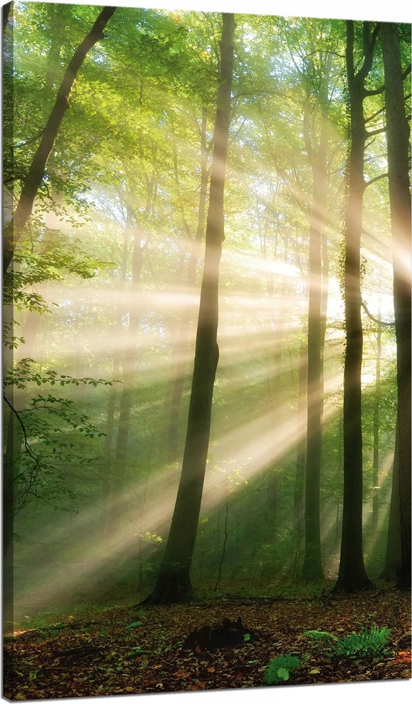 Vászonkép Nap az erdőben Fák Természet 70x120 cm