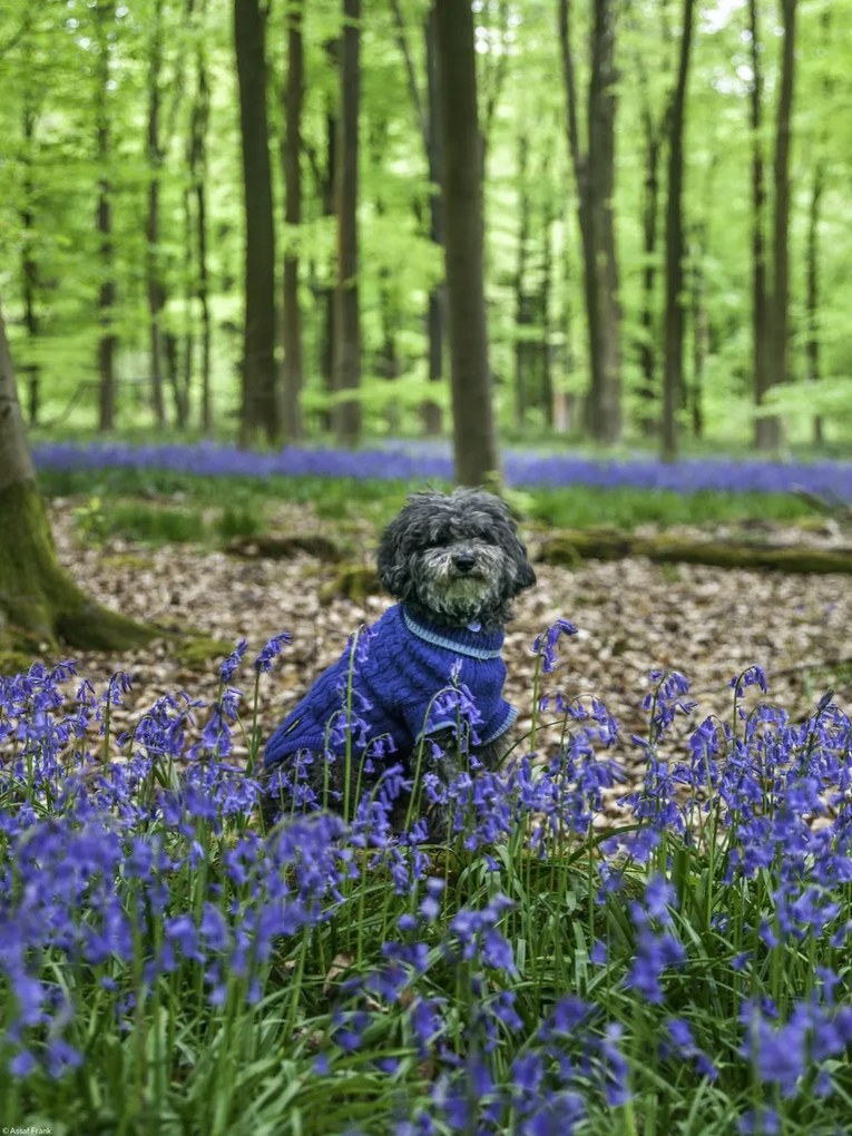 Poszter 30x40cm Kutya az erdőben kék csengettyűkkel körülvéve, Assaf Frank