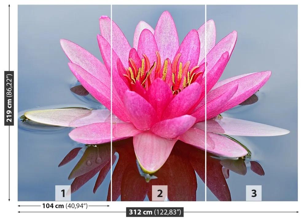 Fotótapéta Rózsaszín tavirózsa 104x70 cm
