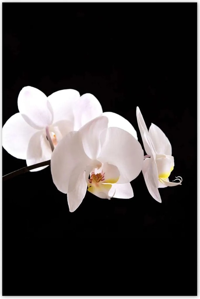 Poszterek 80x120 Fehér orchidea