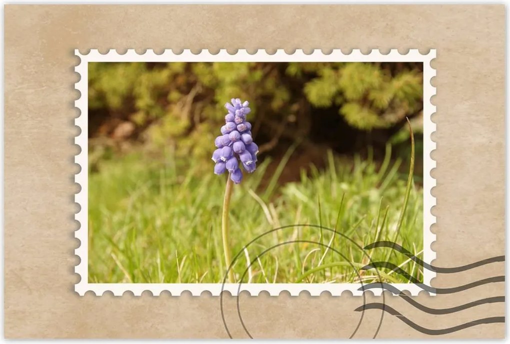 Poszterek 90x60 Lila virág