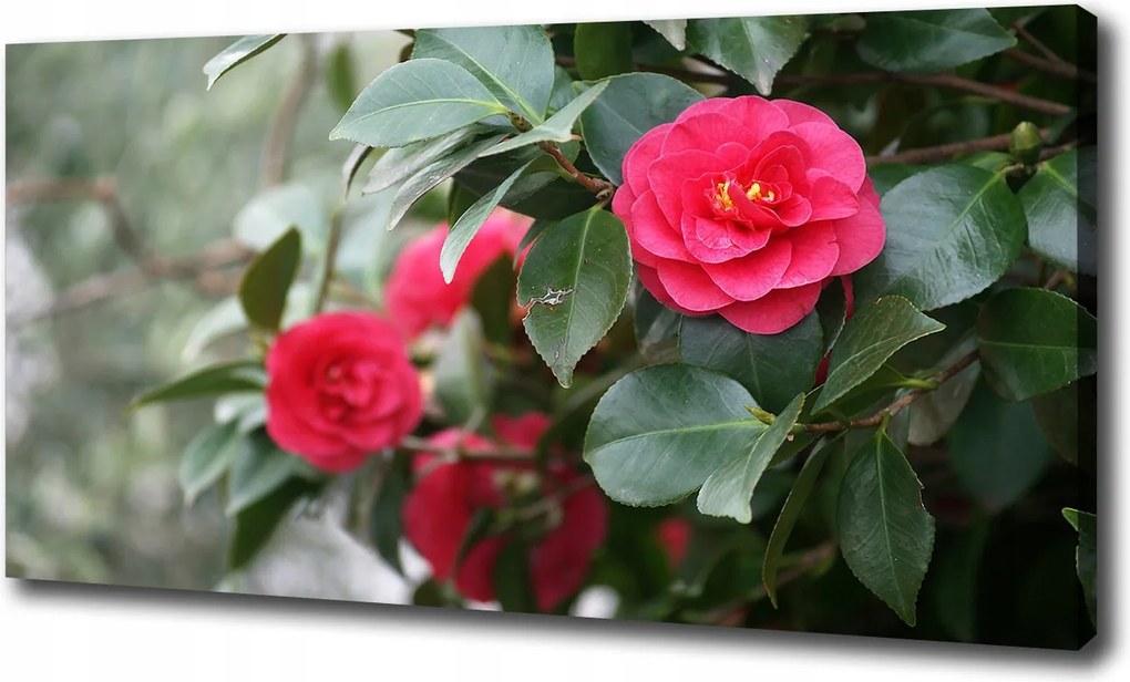 Canvas falikép Kamélia 100x70 cm