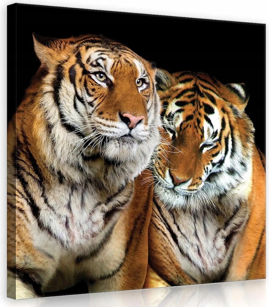 Vászonkép 40x40 Tigris pár vad természet fenség nyugalom erő közelség