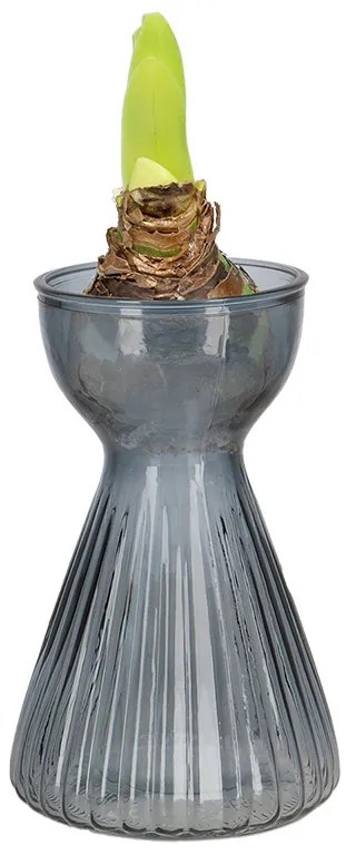 Krókusz növény gyökereztető bordázott üvegváza, 12,3 cm átmérőjű, szürkéskék