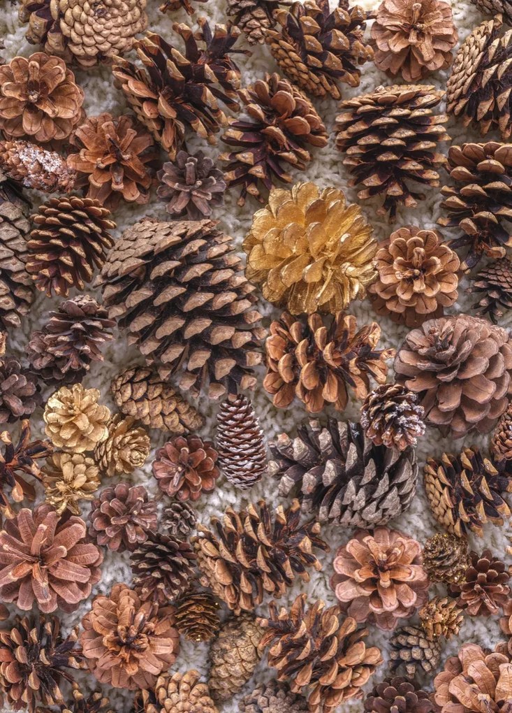 Poszter 39,5x55cm Fenyőtobozok, Assaf Frank