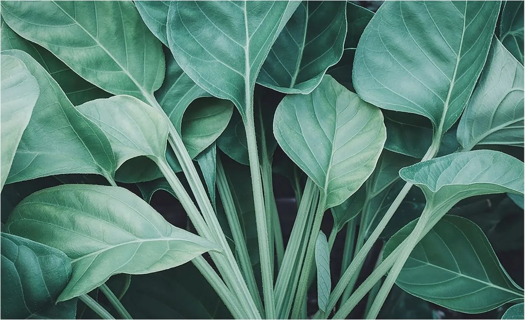 Flizelin tapéta Flizelin falikép Prémium zöld természet 416x254