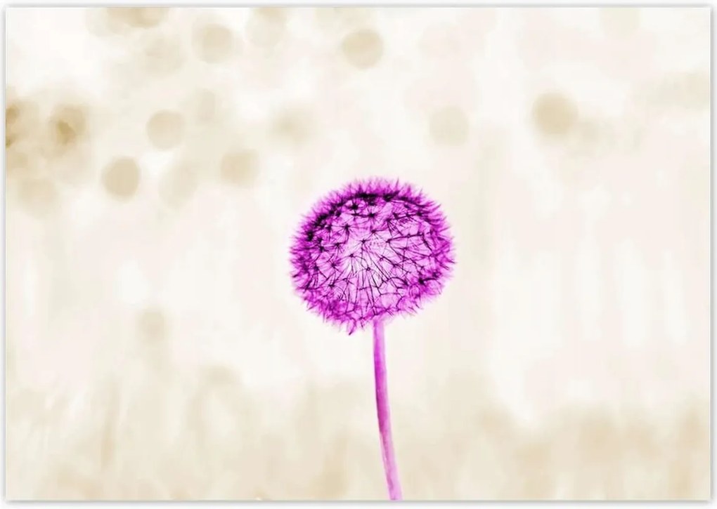 Poszterek 100x70 Lila pitypang