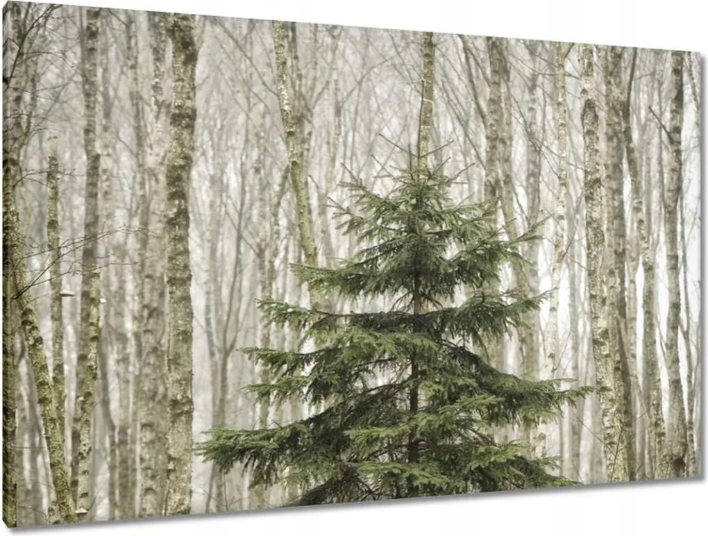 Festmények 120x80 Fa Fák Kilátás