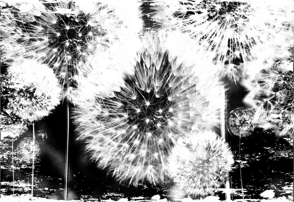 3D fotótapéta pitypang fotótapéta 416 x 254