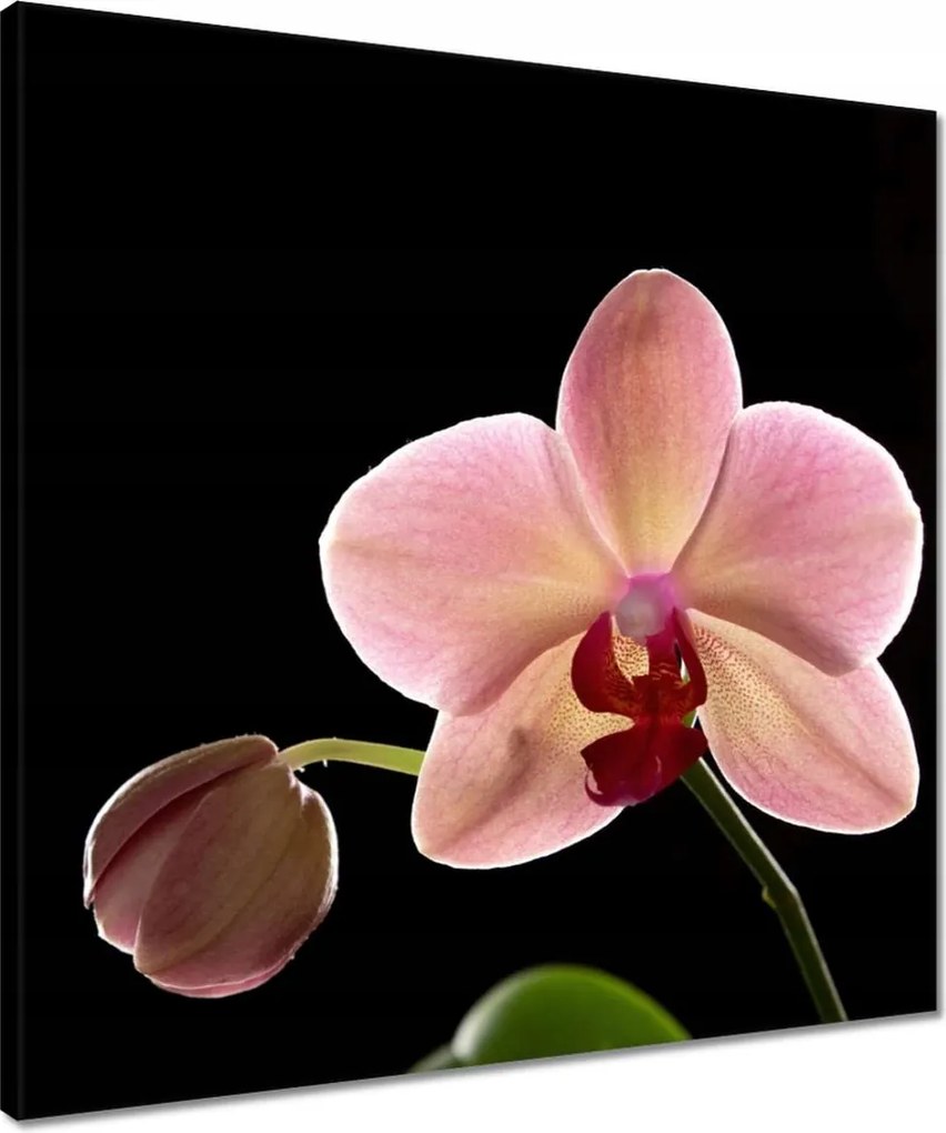 Vászonkép 50x50 Orchidea Phalaenopsis