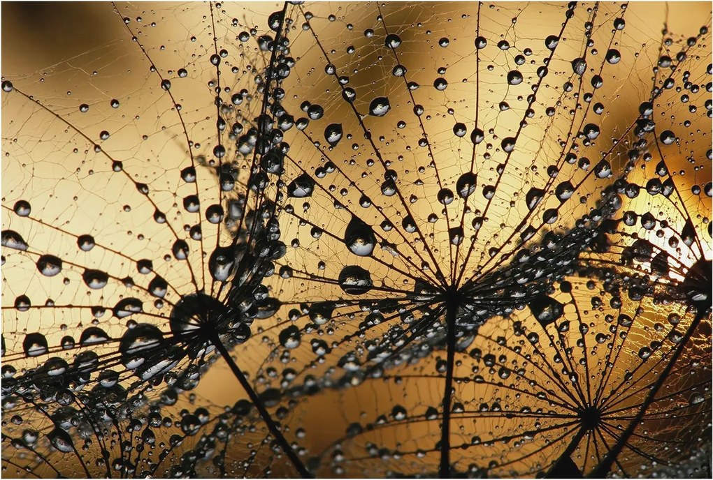 Divatos Flizelin Tapéta 3D Fali Ragasztó Finom cseppek 104x70 Ragasztó